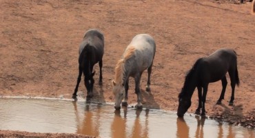 Konji na Bilima dvadesetak kilometara od Mostara