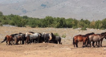 Uspješno dovršenje projekta prikupljanja sredstava za izgradnju hranilice za konje s Bila