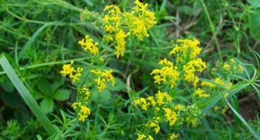 Ivanjsko cvijeće je jako ljekovita biljka 