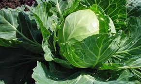 Lijek protiv čira, gastritisa, upale debelog crijeva