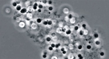 Za najveće masovno izumiranje na Zemlji nisu krivi asteroidi, a ista stvar prijeti nam i danas