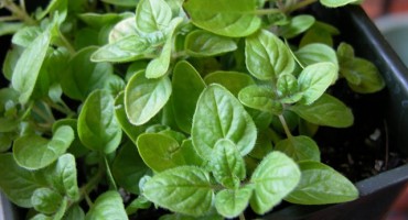 Origano kao prirodni lijek 