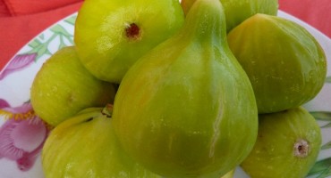 Ljekovito, laksativno djelovanje smokve