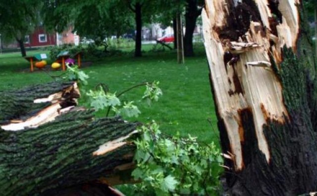 Stravično: Otac srušio stablo na 6-godišnjeg sina