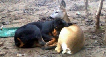 fotografija, životinje, poplava