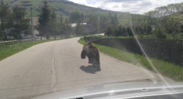 medvjed, medvjedi, Kupres