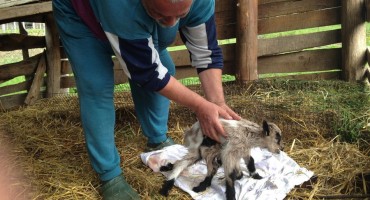 Ojarilo se jare s osam nogu: 'Mislio sam da mi se priviđa'