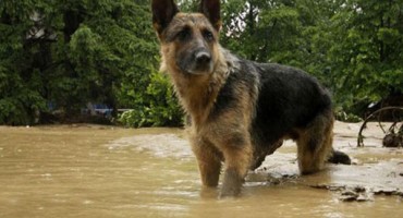 poplave pas