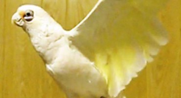 Neobični kućni ljubimac: Papiga kraljica ritma i plesa