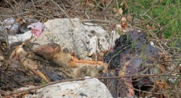 Strava i užas: Strvine na domak Mostara izvor zaraze