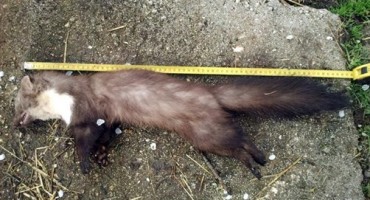 U duvanjskom selu Kongora napokon uhićen džudžan