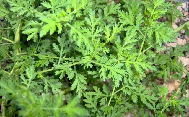 Artemisia annua u potpunosti uništava stanice raka 