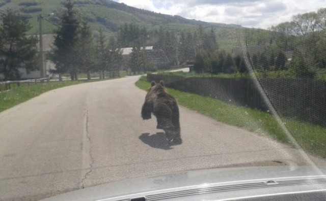 Medvjed prošetao ulicama Kupresa