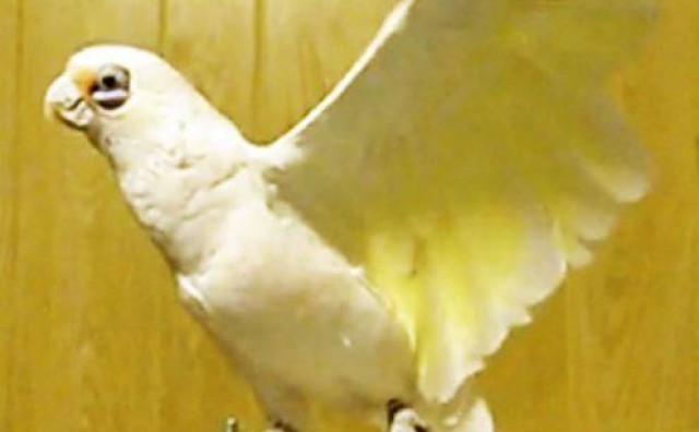 Neobični kućni ljubimac: Papiga kraljica ritma i plesa