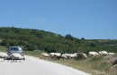 ovce, čuvanje, Hercegovina