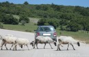 ovce, čuvanje, Hercegovina
