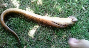 Čapljinac u Bregavi ulovio paklaru - jednu od najrjeđih riba na svijetu