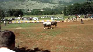 Hercegovačka korida na Kočerinu privukla veći broj gledatelja