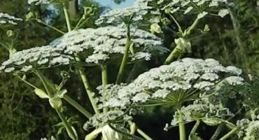 OPREZ: Nipošto ne smijete dotaknuti ovu biljku! 