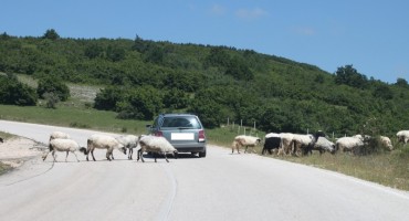 Samo u Hercegovini: Ovce moje čuvajte se same