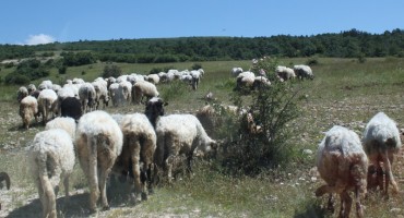 Krali ovce, novce i nakit