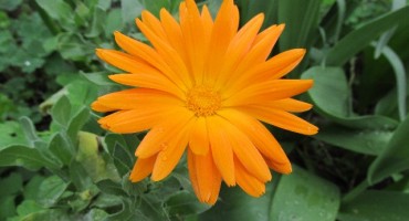 Biljka koja radi čuda za crijeva, kožu, krv i tlak: Neven