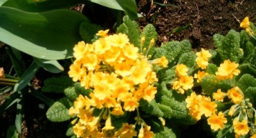 Jagorčevina je melem za vaša pluća 