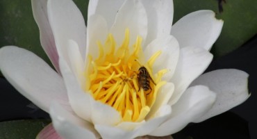 Tajne lotosova cvijeta