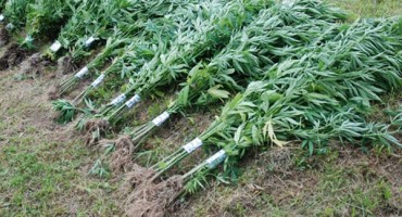 Na području Travnika pronađena manja plantaža marihuane