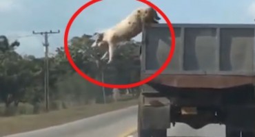 Postala HIT na internetu: Ovako je jedna svinja odlučila ne postati slanina!