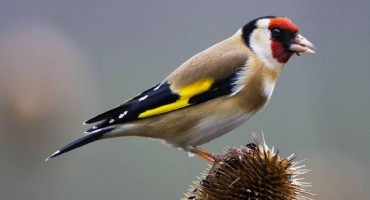 Ugrožene ptice iz BiH hrana u italijanskim restoranima