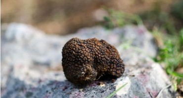 Senzacija u Brotnju: U Služnju otkriven crni (ljetni) tartuf 