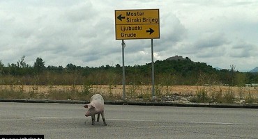 Svinja ispala iz kamiona i lutala magistralnom cestom u Grudama