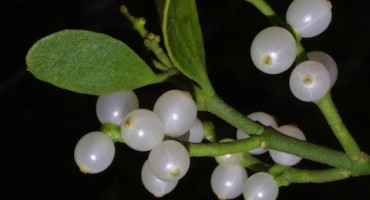 Ljekovita bijela imela