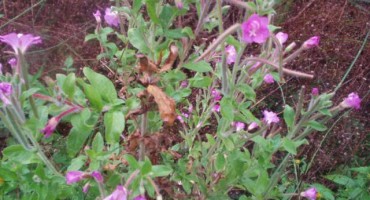 Ljekovita vrbovica liječi prostatu