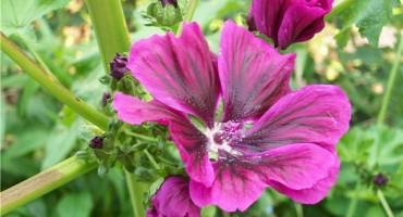 crni sljez, ljekovito bilje, ljekovita svojstva, upale sluznica, pri upali grla, kod čira na želucu