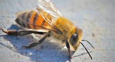 Pčele ubojice muškarca izbole 1.000 puta!