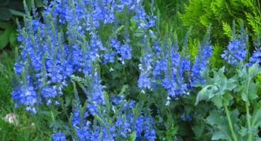 Čestoslavica, Reumatičari, ljekovito bilje, Ljekovito djelovanje, katar želuca