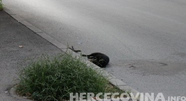 Skandalozno: Mrtva mačka u jednoj od najprometnijih mostarskih ulica već duže od 24 sata