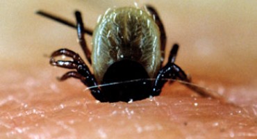 Pazite se insekata, jer alergičari mogu imati kobne posljedice!