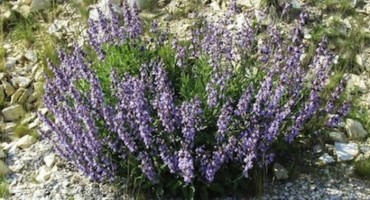 Sirup od kadulje: Domaći recept u kojem bazga ima opasnu konkurenciju