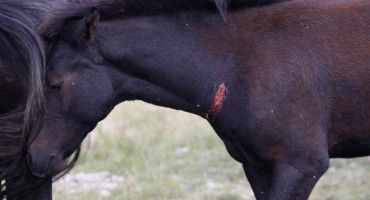 Vukovi poklali i pojeli više od 50 ždrijebadi na Bilima iznad Mostara