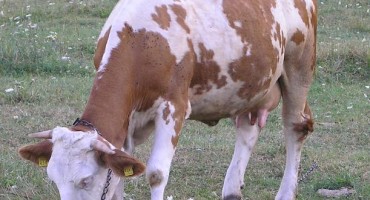  Opasna govedina: Mađarska istražuje izbijanje bedrenice