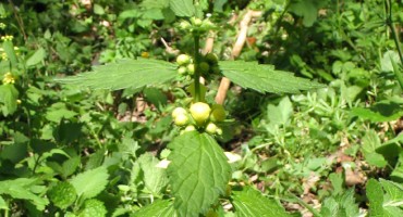  Pali i žari, ali i iscjeljuje: Kopriva