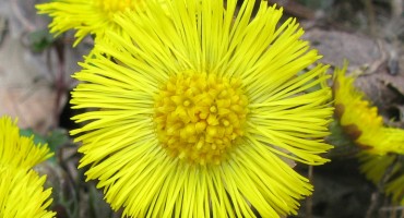 Ljekovita biljka podbjel