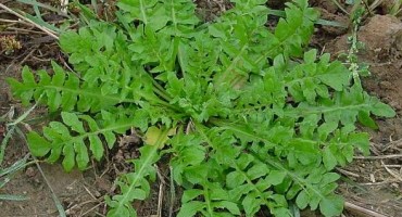 rusomača, hemoroidi, kod svih vrsta krvarenja