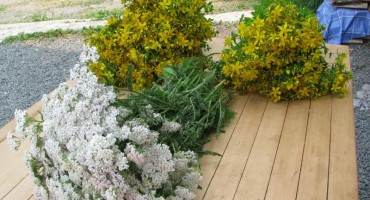 Ove biljke olakšavaju simptome menopauze i otklanjaju posljedice stresa