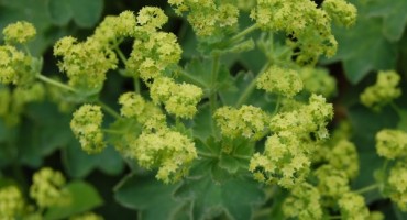 Vrkuta, kod menstrualnih tegoba, gangrena, gnojenja, ljekovita svojstva, ljekovita biljka