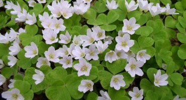 Zečja soča, sočica, ljekovita biljka, ljekovita svojstva, rak na želucu