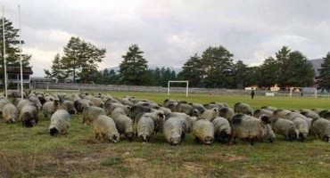Livno: Troglav pozvao stado ovaca na stadion Zgona!?